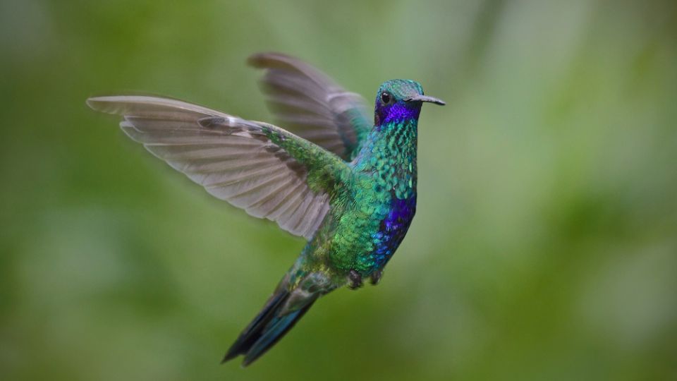 Flying hummingbird Sparkling Violetear with green forest in background. Small colorful bird in flight.