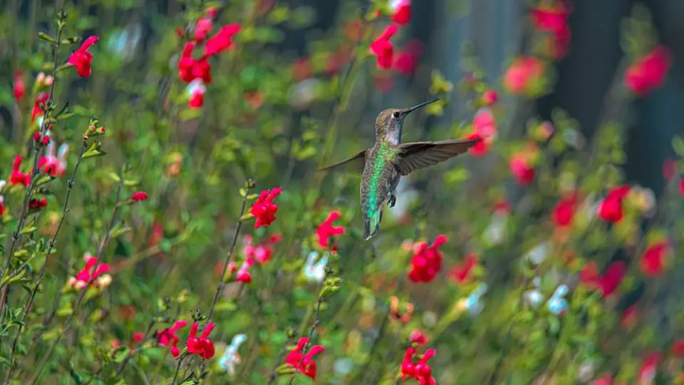 hummingbird flying between bright red flowers