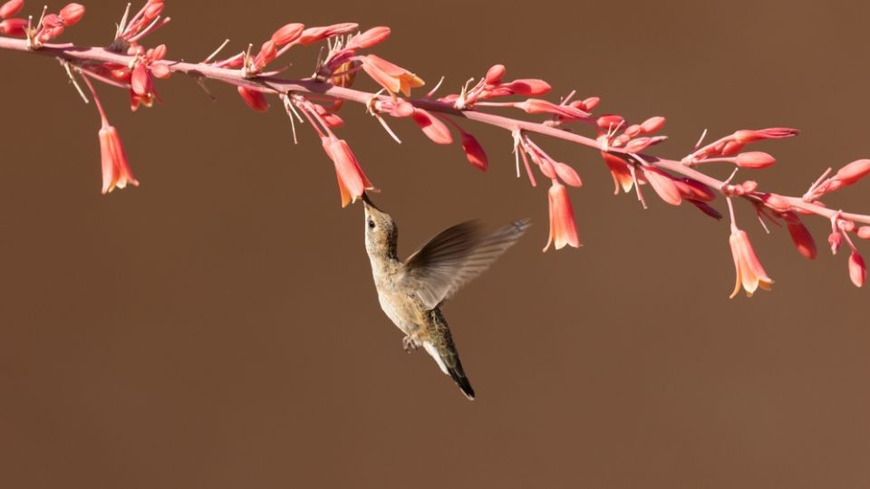 Female Rufous Hummingbird feeding on nectar in pink flowers
