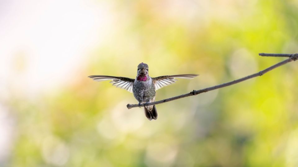 hummingbird perched on a branch
