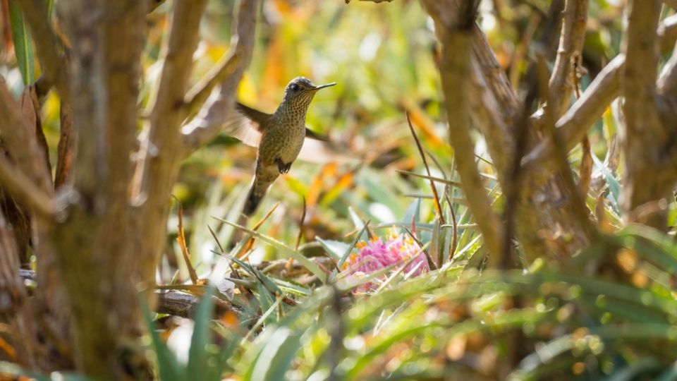 hummingbird flying in a thicket of brush
