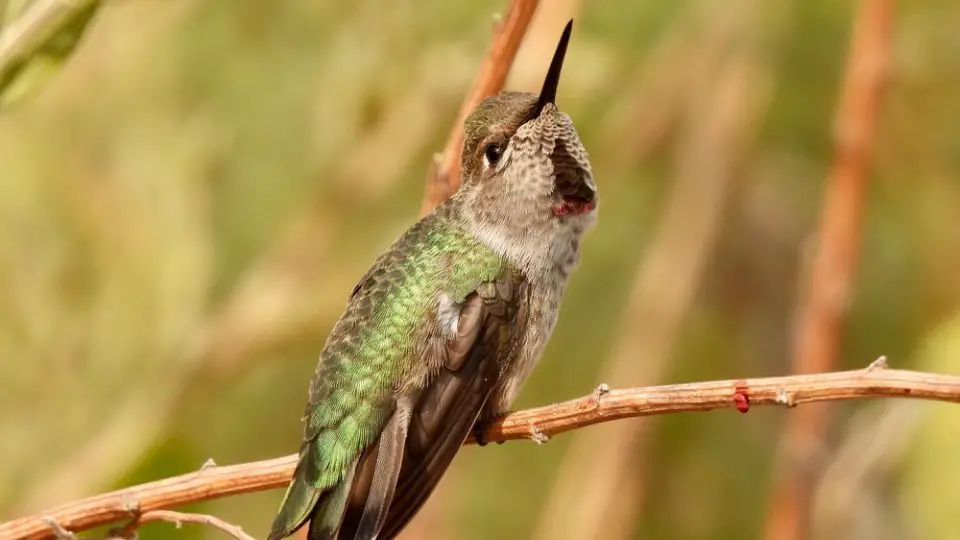 Anna's Hummingbird perched on a branch