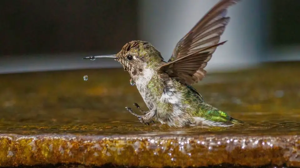 Anna's hummingbird in a bird-bath