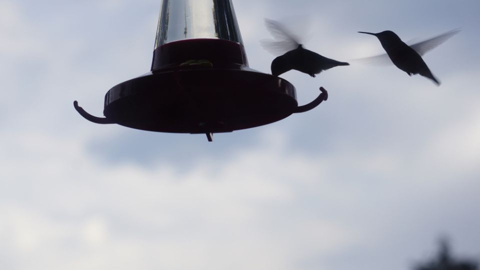 mold in hummingbird feeder