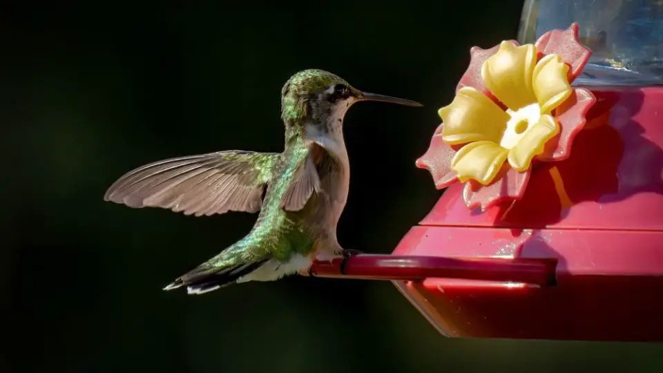 hummingbird at a feeder