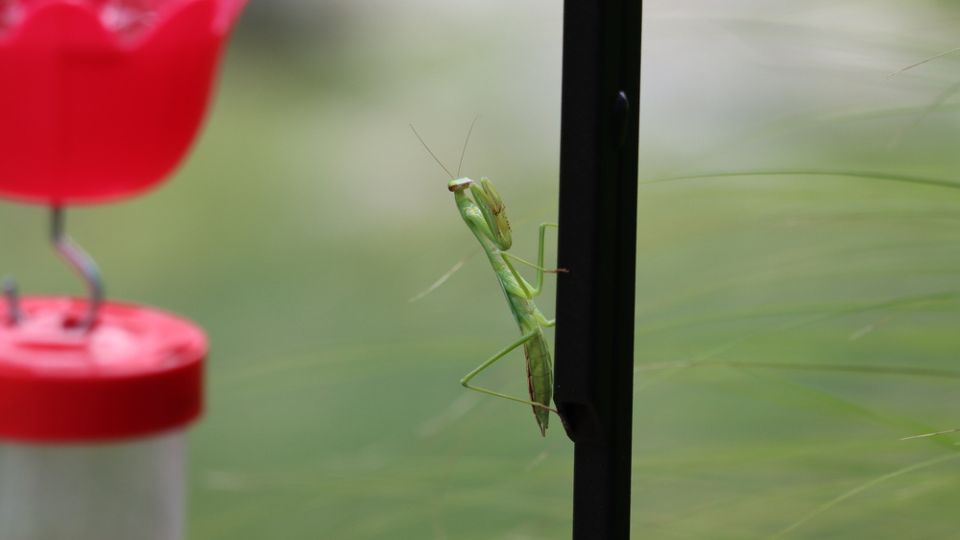 praying mantis near hummingbird feeder