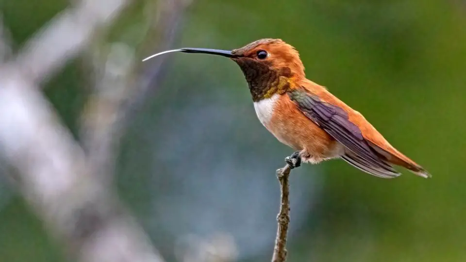 hummingbird standing off in distance with tongue out