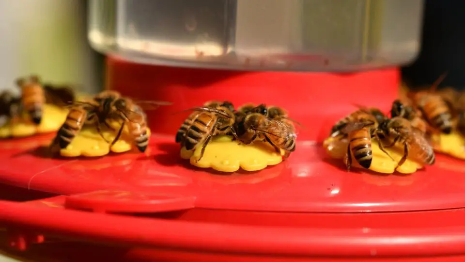 bees eating at feeders are hummingbird predators