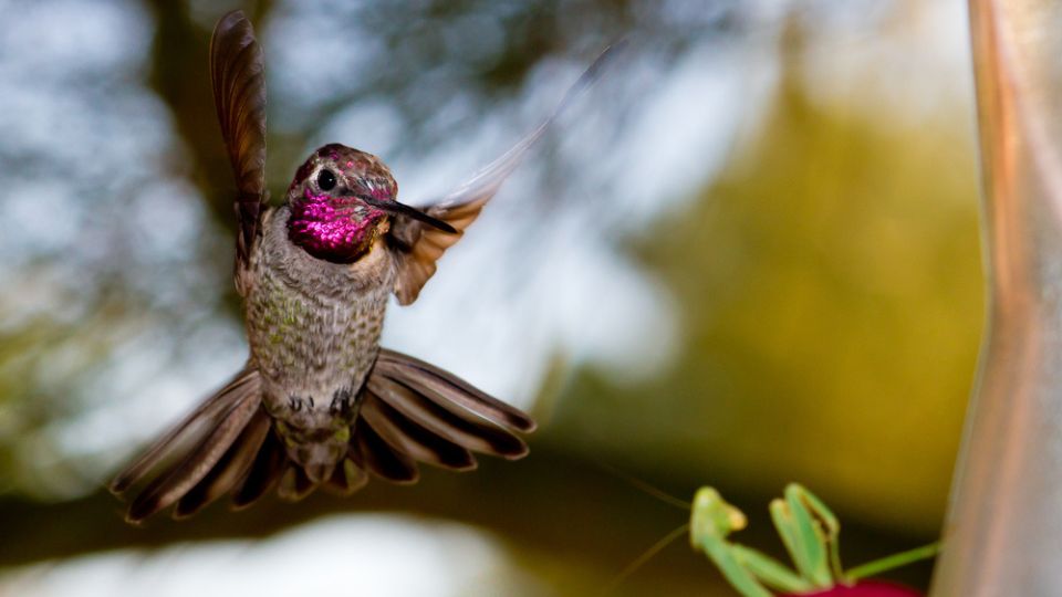 preying mantis hummingbird predators