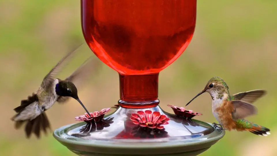 humming bird predators include diseases in feeders