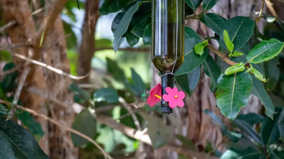 wine bottle hummingbird feeder with flowers and hummingbird feeding