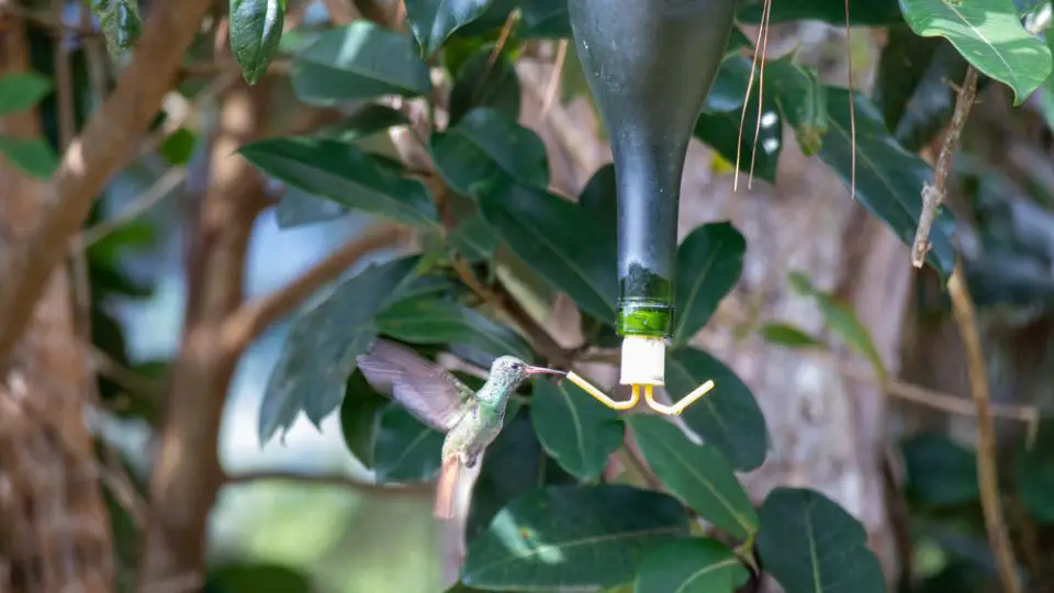 wine bottle hummingbird feeder