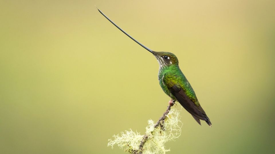 hummingbird wv 2