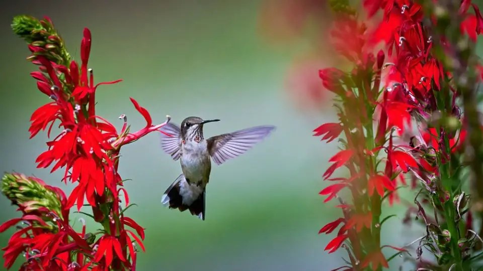 Juvenile male Ruby-throated Hummingbird (rchilochus colubris) feeding on a cardinal flower (Lobelia cardinalis)