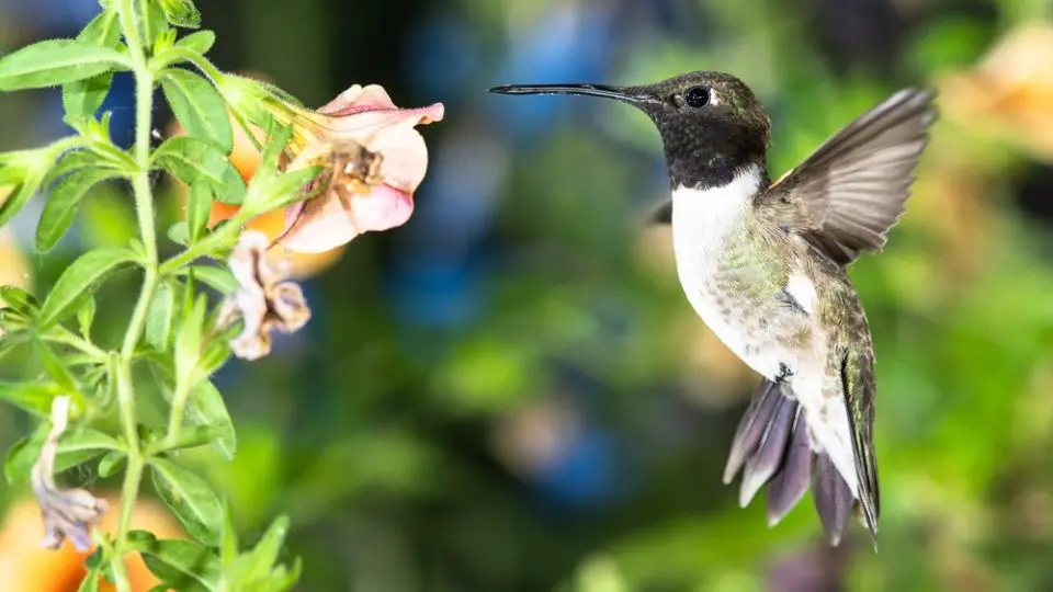 Black-Chinned Hummingbird Searching for Nectar Among the Flowers in West Virginia WV