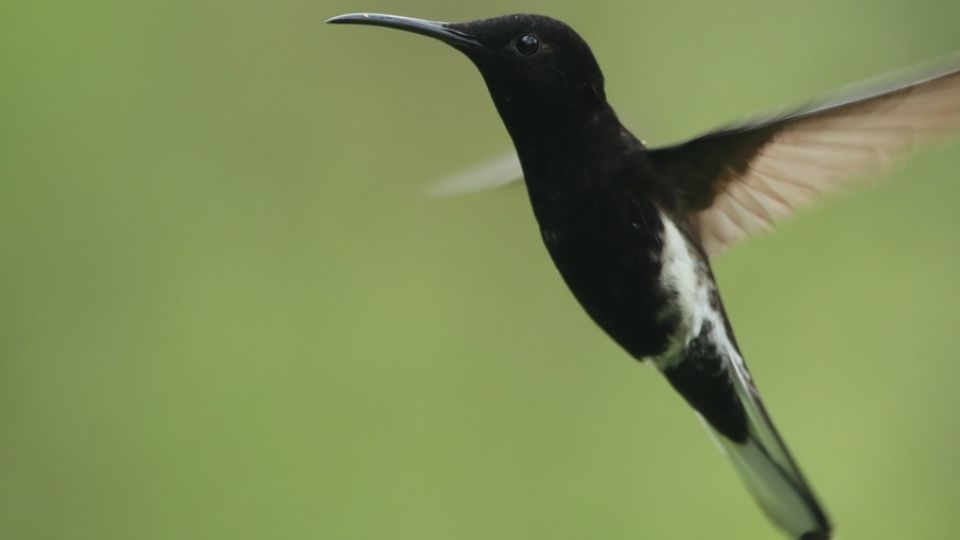 Black Jacobin Hummingbird Florisuginae flying