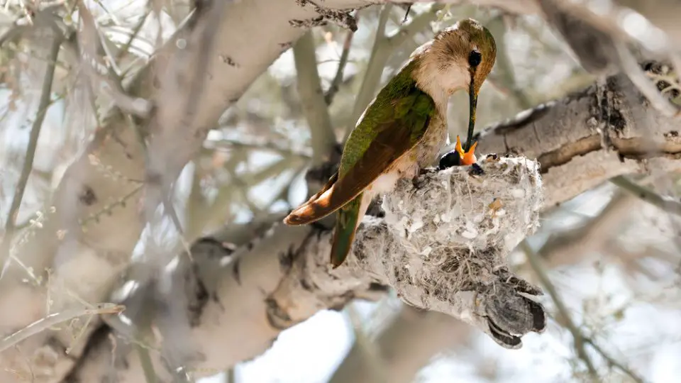 hummingbird feeding baby hummingbirds in a nest
