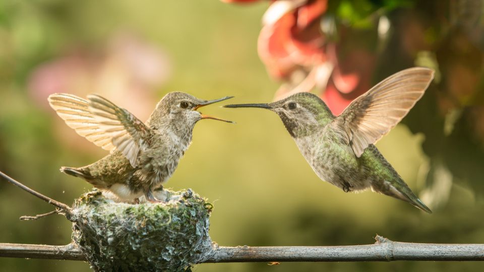 when do hummingbirds lay eggs