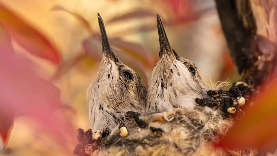 two baby humming birds in a nest amongst autumn leaves