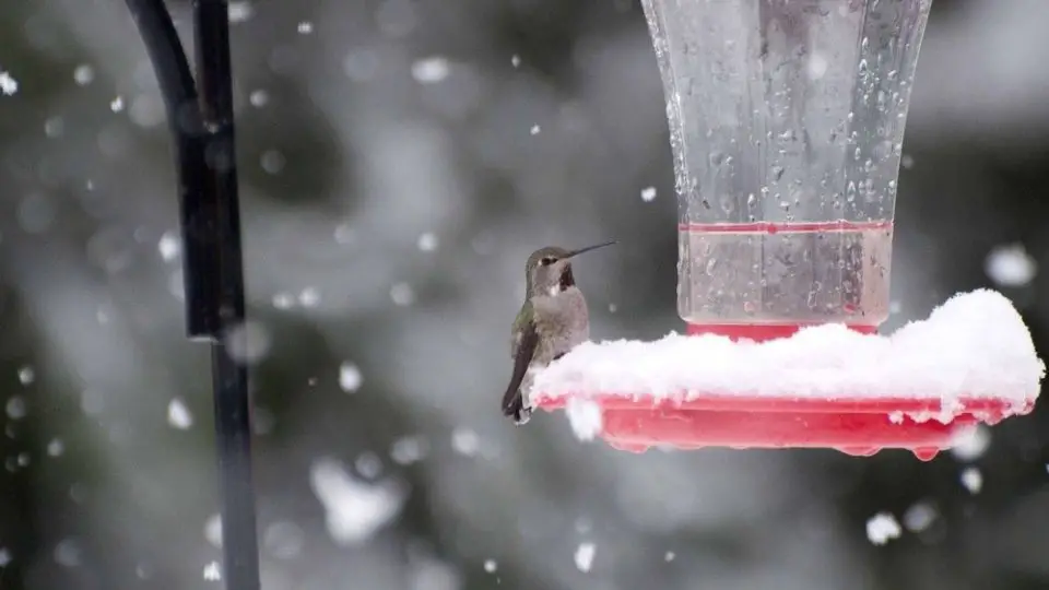 snow on a hummingbird feeder in Minnesota, with hummingbird perched