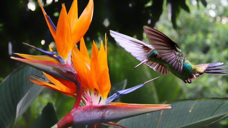 hummingbird flying near a bird of paradise