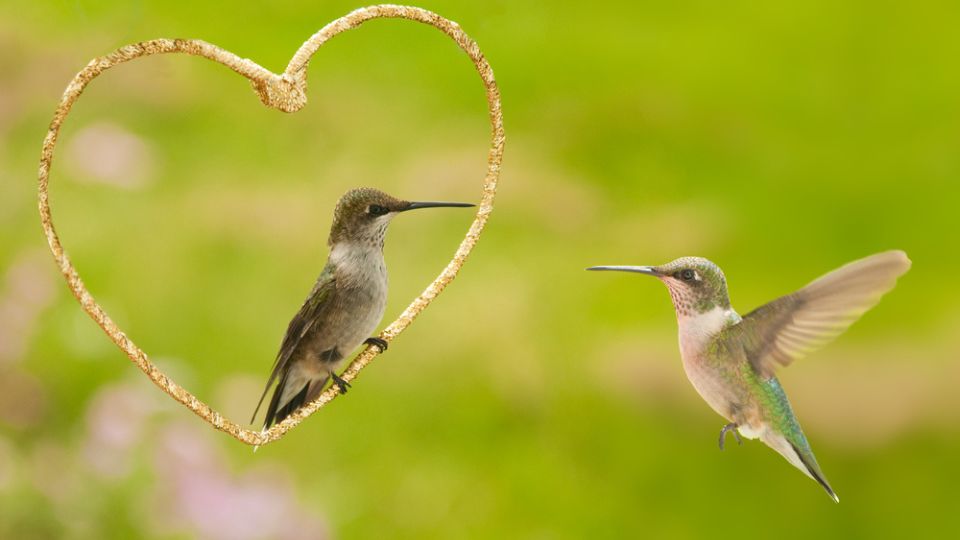 hummingbird myths