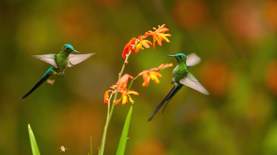 two hummingbirds flying near orange flowers