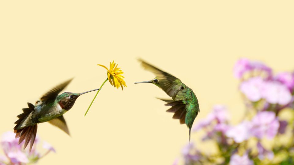 hummingbird with a flower in its bill