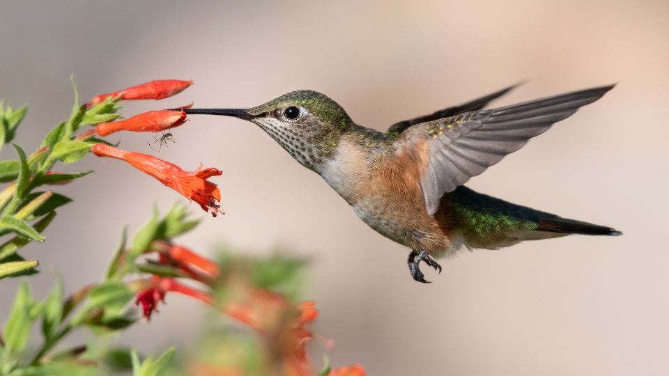Broad-Tailed hummingbirds in Idaho