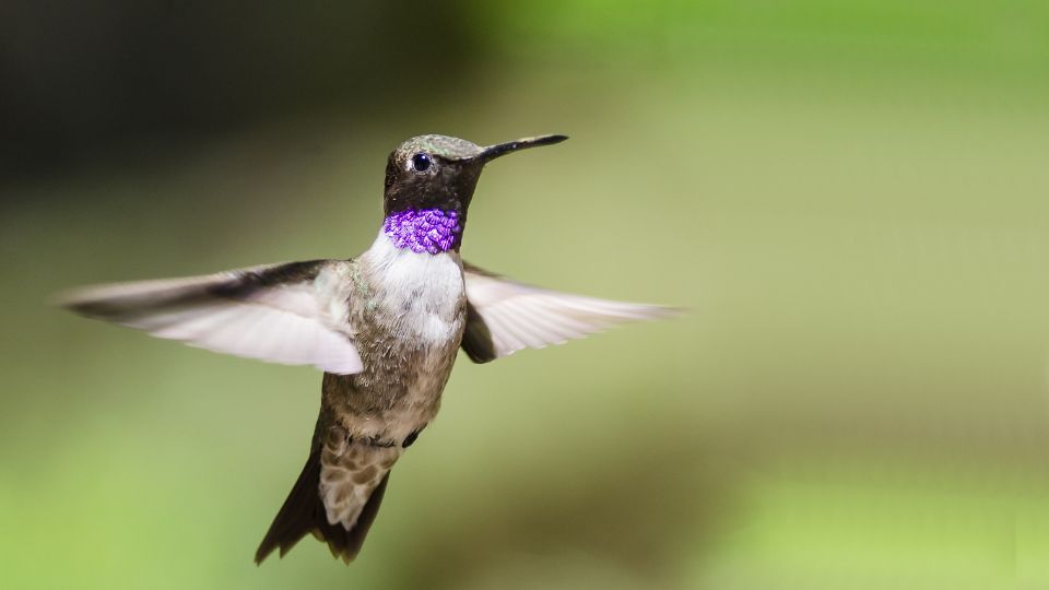 Black-chinned hummingbirds in Idaho