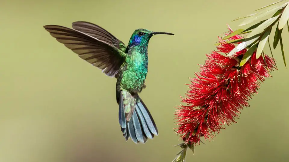 When Do Hummingbirds Leave Indiana? Hummingbird Migration Pattern Overview