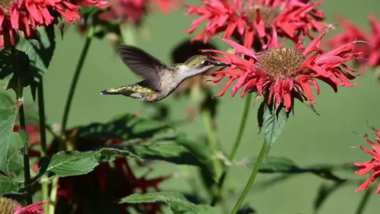 When Do Hummingbirds Leave Indiana? Hummingbird Migration Pattern Overview