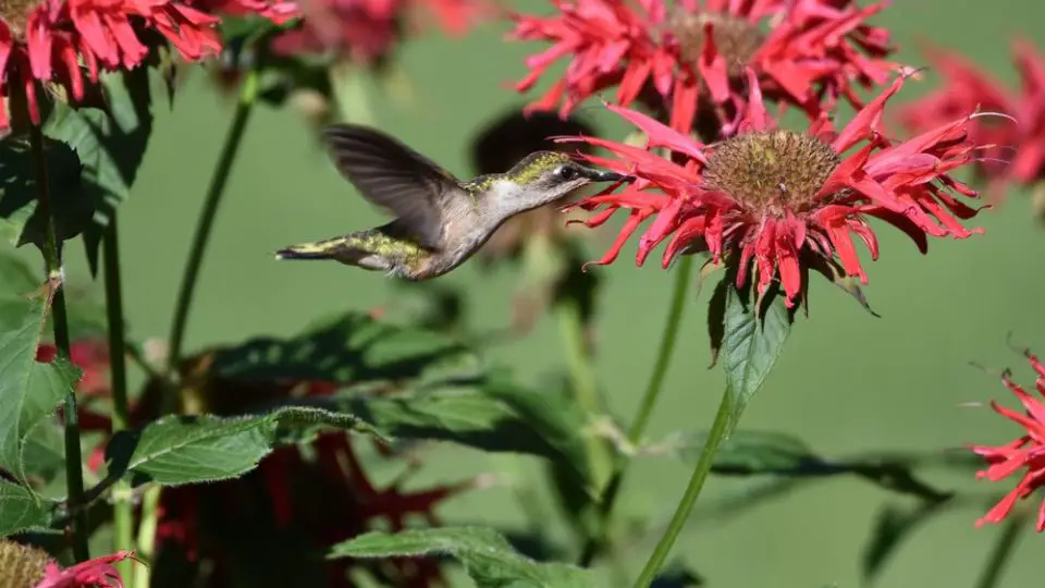 Ruby-throated Hummingbird flying and  feeding on pink Bee Balm