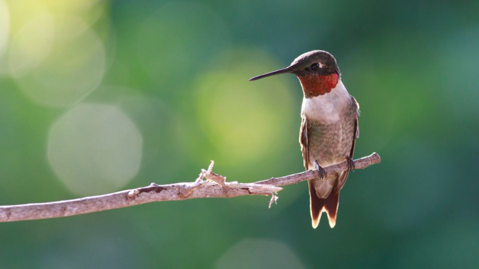 hummingbirds in kansas