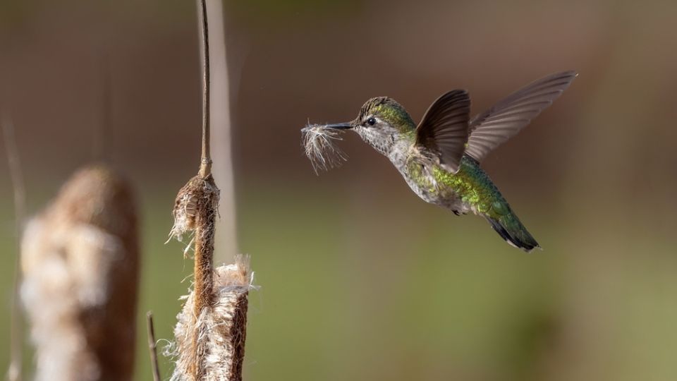 female anna's hummingbird building a nest