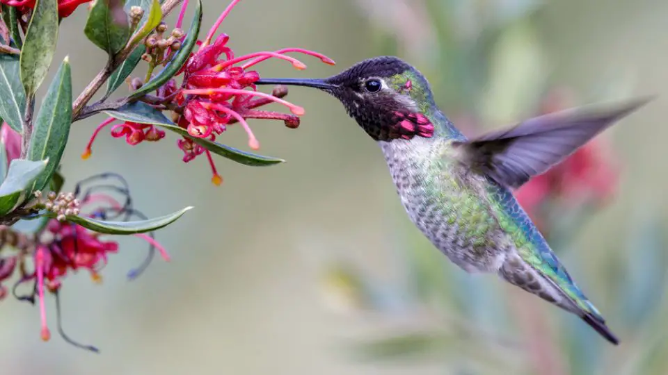 how to tell if a hummingbird is male or female