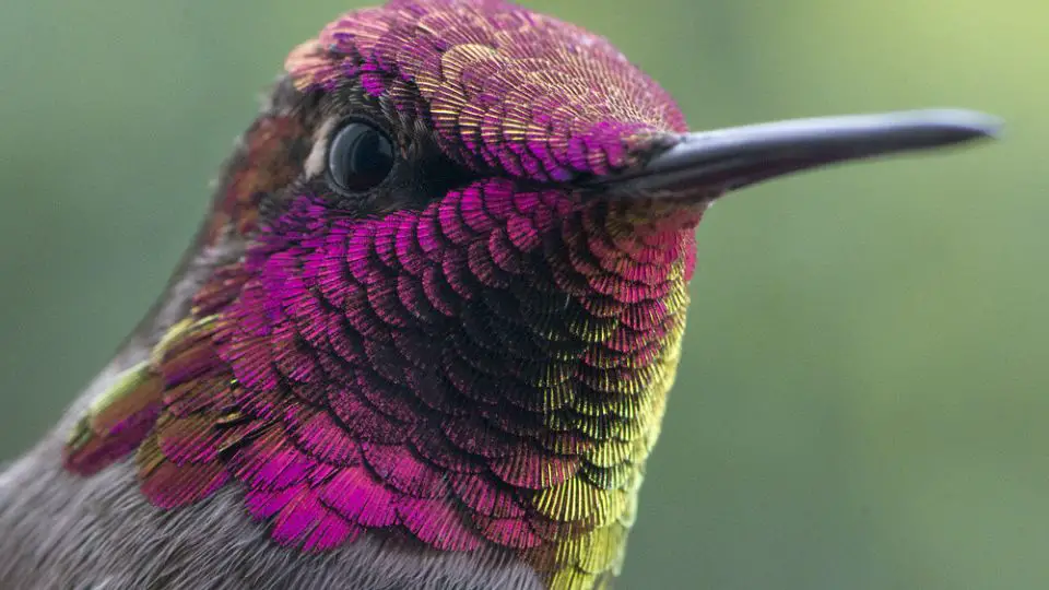 male vs female hummingbirds 3