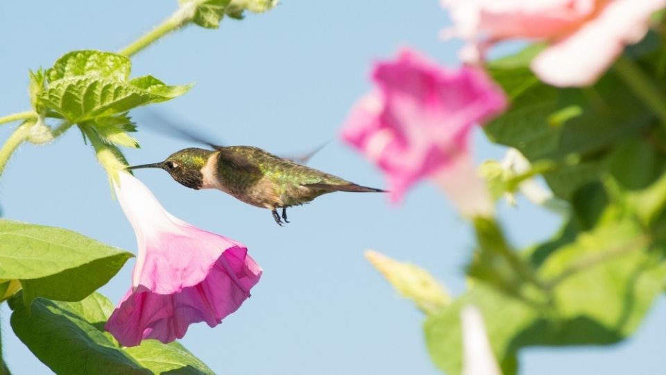 hummingbird feeding on pink morning glories