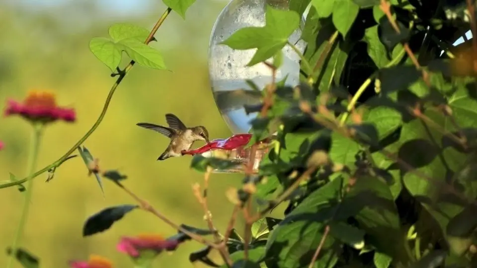 ruby-throated hummingbird drinking from feeder near morning glories