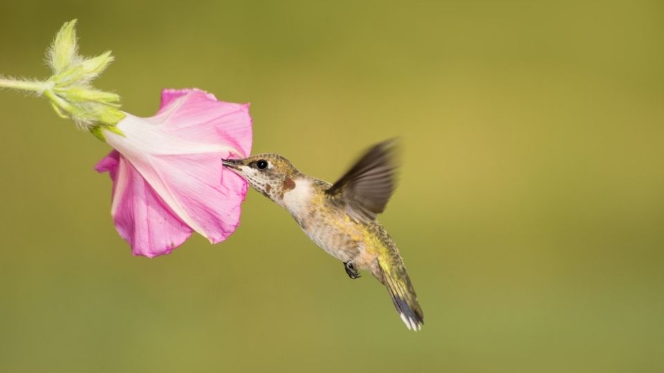 do hummingbirds like morning glories?