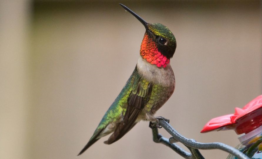 Ruby-throated Hummingbird at feeder in North Dakota
