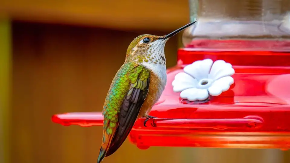 Broad-tailed Hummingbird at feeder in North Dakota
