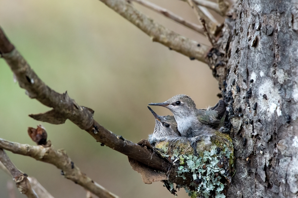 Two baby hummingbirds in a nest made with lichen