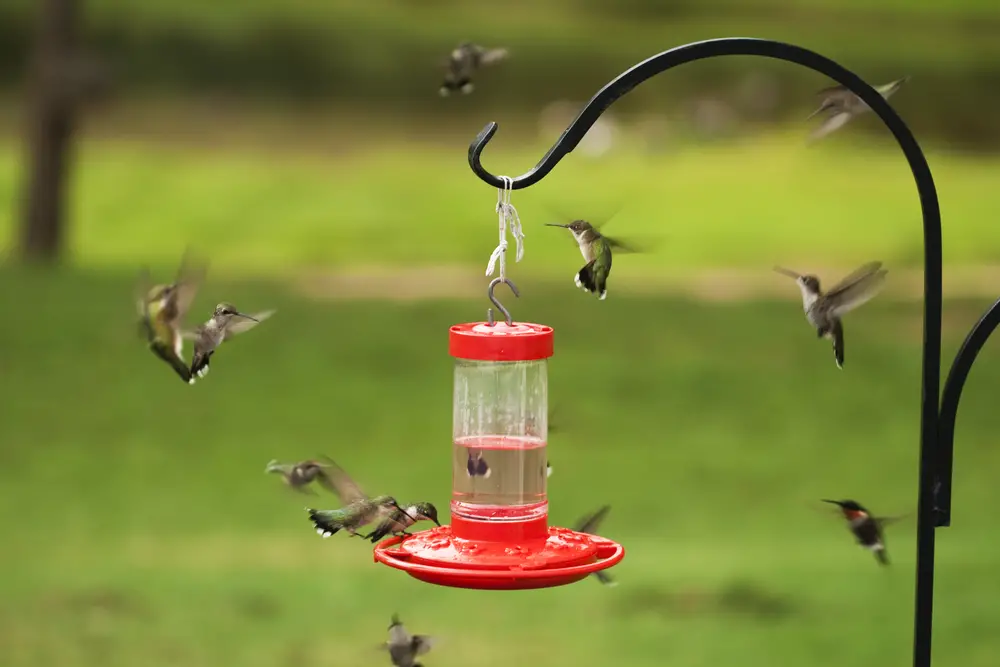 Hummingbird Feeder Hummingbird reproduction