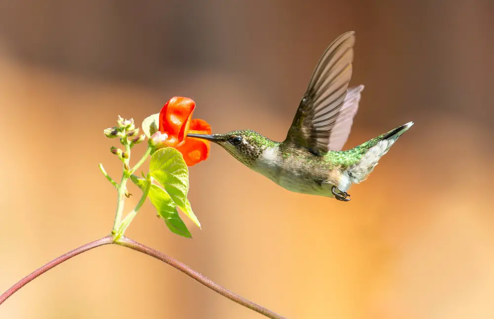 when do hummingbirds leave florida