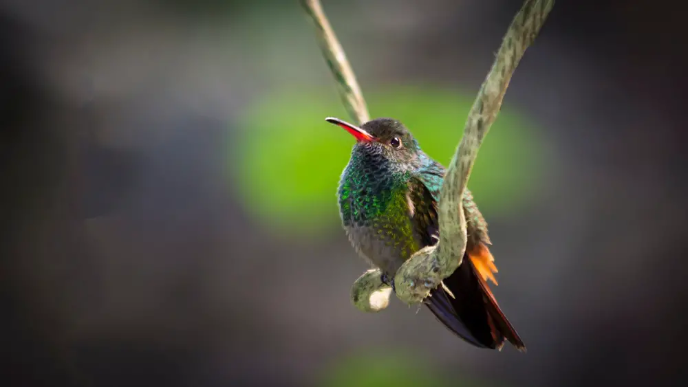 Rufuous hummingbird perched on a hanging vine