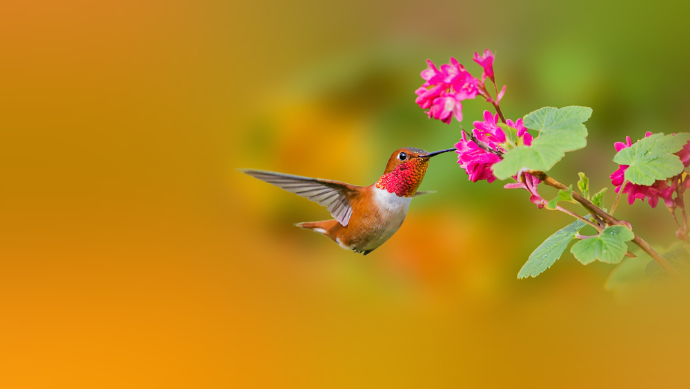Rufous Hummingbird feeding on pink flowers