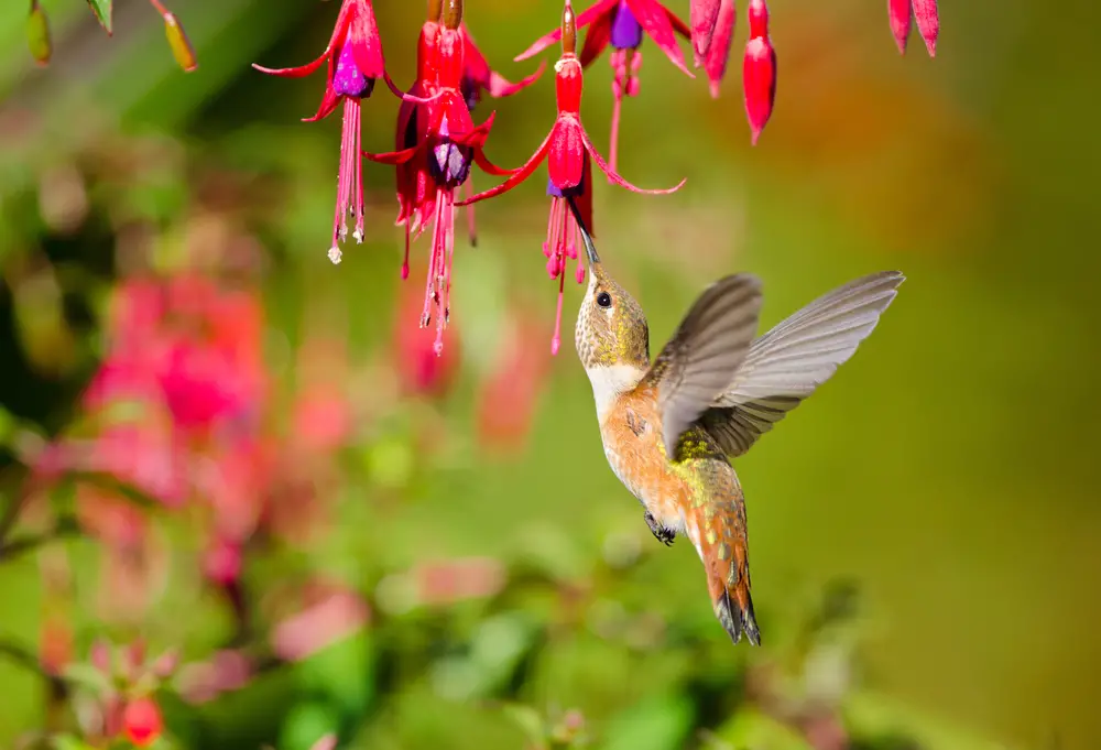 rufous humming bird feeding at fuscia