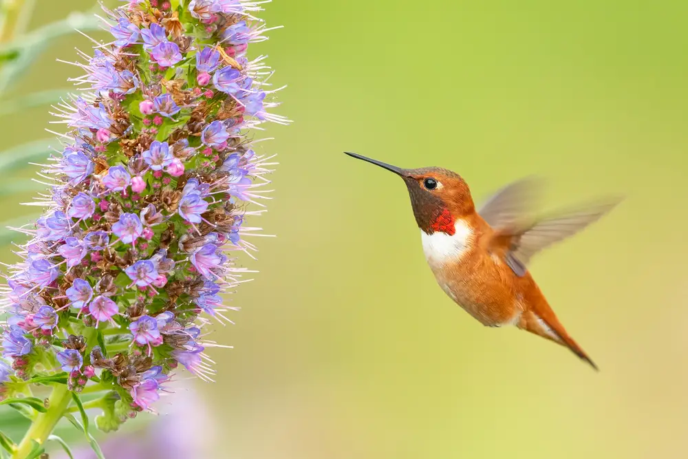 rufous hummingbird near purple flowers flying to get nectar
