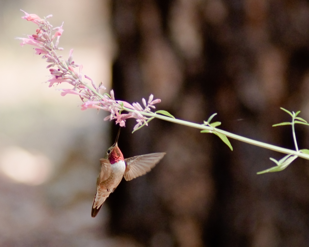 Hummingbird flying near Hummingbird Mint Agastache